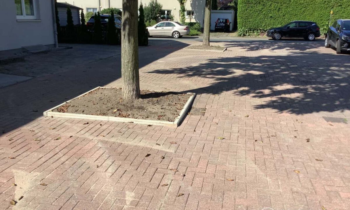 Baum auf gepflasterter Straße mit Holzrahmen und Autos im Hintergrund.